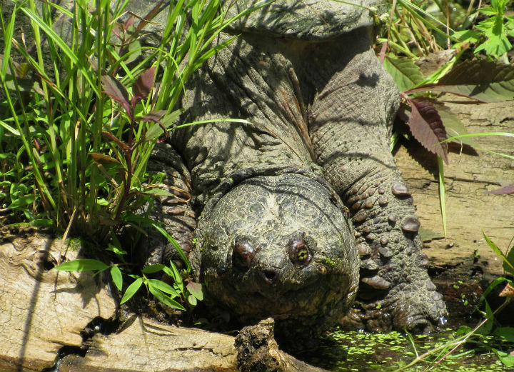 Common Snapping Turtle